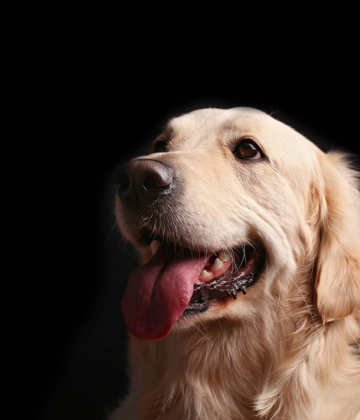 hond 2 hond 2