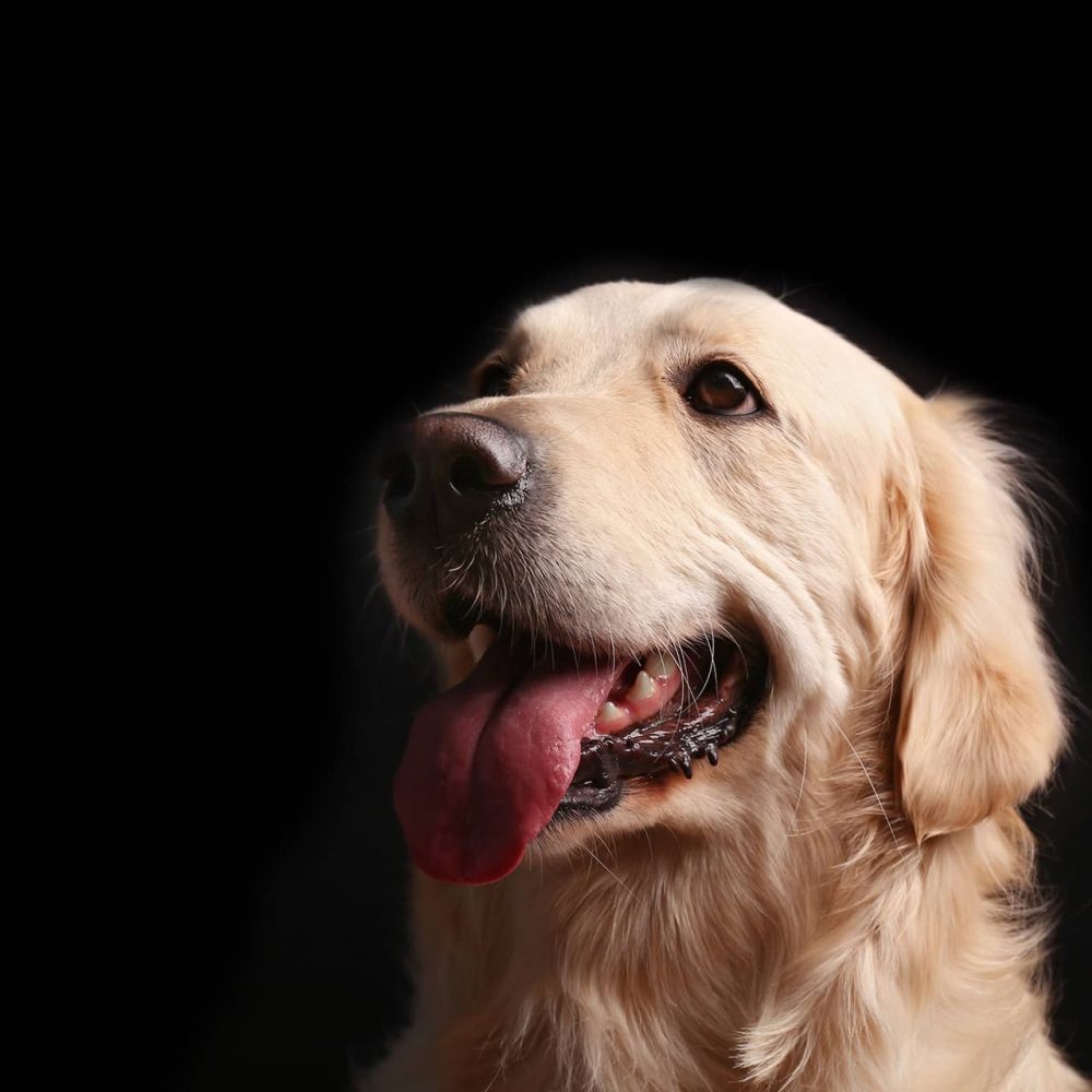 hond 2