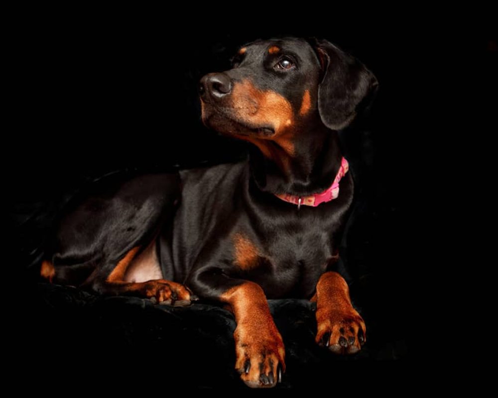hond 5